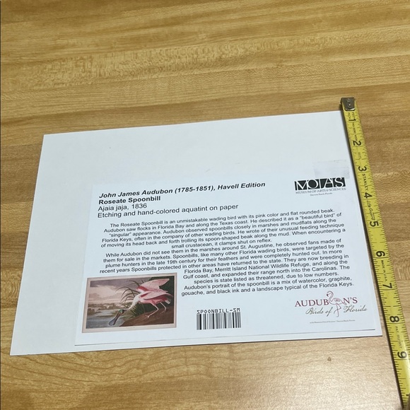 ( 0385) Pink and Green Bird Art Print “ 8 X 10” Unframed MOIAS Museum Of Arts - Picture 4 of 6